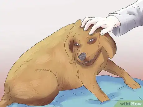 Imagen titulada Help Your Dog During a Seizure Step 10