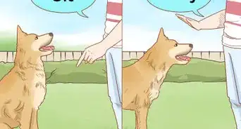 cuidar perros