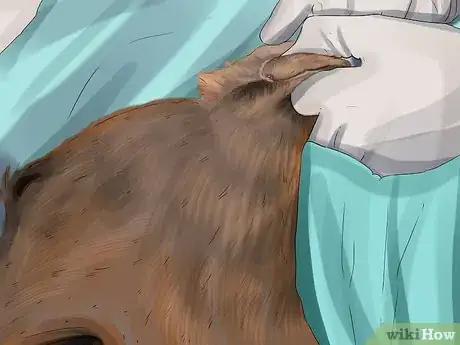 Imagen titulada Diagnose Canine Ear Infections Step 16