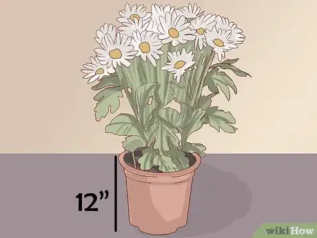Imagen titulada Care for Daisies Step 15
