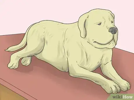 Imagen titulada Relieve Hip Pain in Dogs Step 7