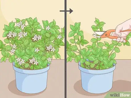 Imagen titulada Prune Jasmine Step 9