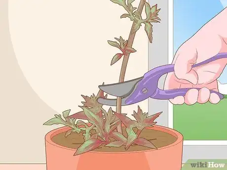 Imagen titulada Care for Fuchsia Step 11