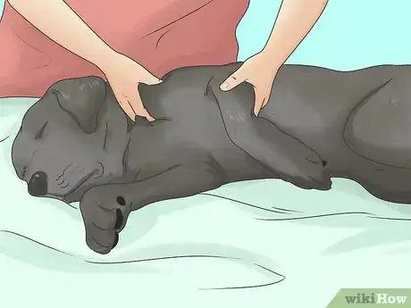Imagen titulada Relieve Hip Pain in Dogs Step 1