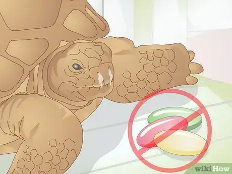 Imagen titulada Take Care of a Baby Tortoise Step 13