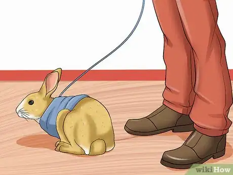 Imagen titulada Walk a Rabbit Step 6