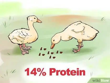 Imagen titulada Care for a Pet Duck Step 2