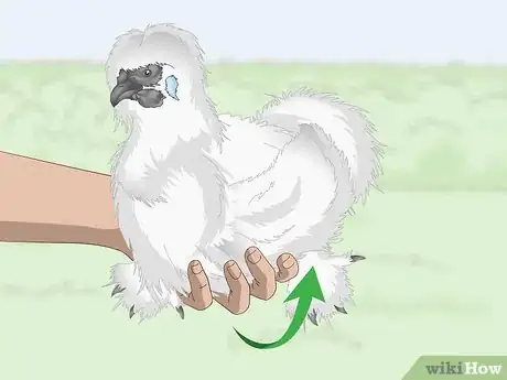 Imagen titulada Pet a Chicken Step 13