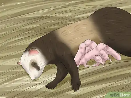 Imagen titulada Breed a Pet Ferret Step 8