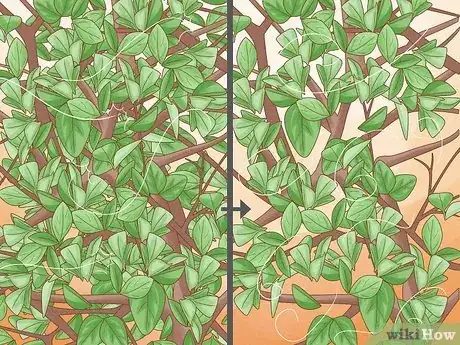 Imagen titulada Prune Citrus Trees Step 9