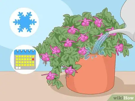 Imagen titulada Care for Fuchsia Step 4