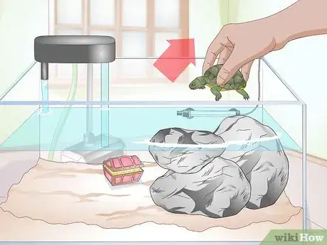 Imagen titulada Clean a Turtle Tank Step 1