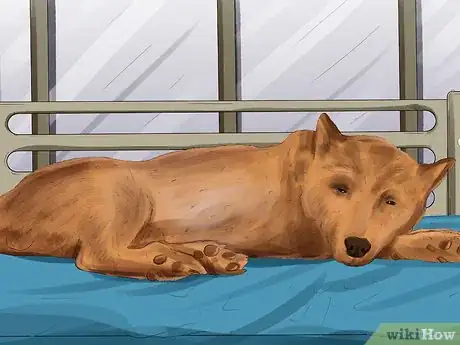 Imagen titulada Diagnose Canine Ear Infections Step 14