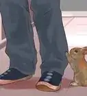 jugar con tu mascota conejo