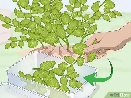 Imagen titulada Prune Oregano Step 5