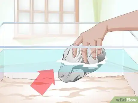 Imagen titulada Clean a Turtle Tank Step 3