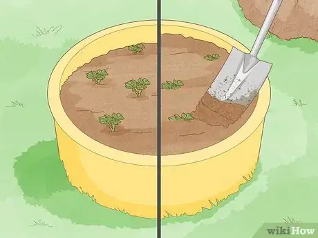 Imagen titulada Grow Potatoes from Potatoes Step 12