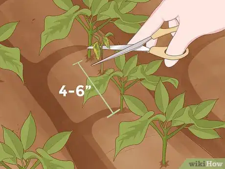 Imagen titulada Grow Soybeans Step 8