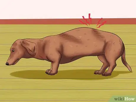 Imagen titulada Diagnose Back Problems in Dachshunds Step 1