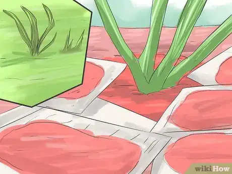 Imagen titulada Save a Dying Rose Bush Step 13