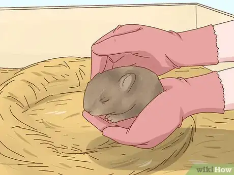 Imagen titulada Care for a Baby Wild Rabbit Step 3