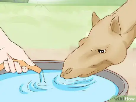 Imagen titulada Care for a Camel Step 3
