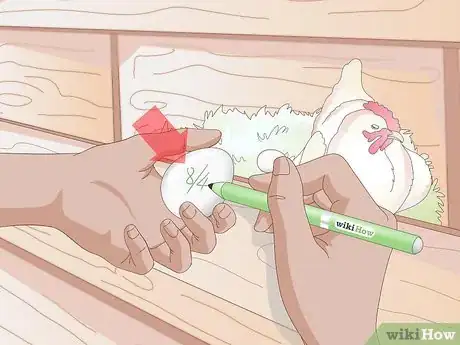Imagen titulada Get Your Hen to Become Broody Step 5