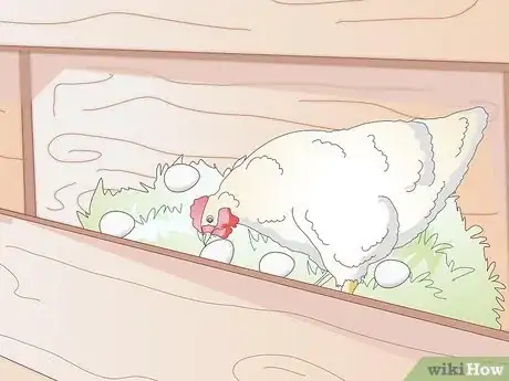 Imagen titulada Get Your Hen to Become Broody Step 4