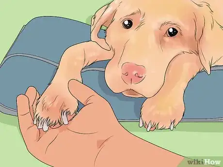 Imagen titulada File a Dog's Nails Step 11