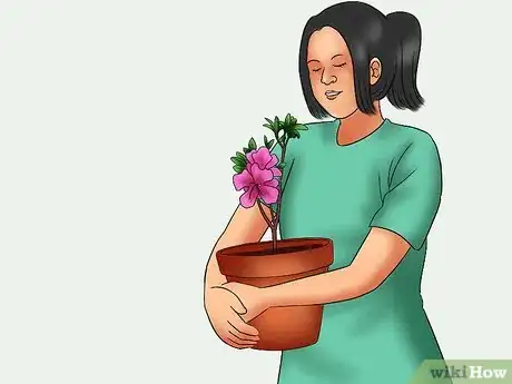 Imagen titulada Care for Azaleas Step 16