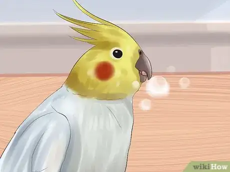 Imagen titulada Massage a Cockatiel Step 11