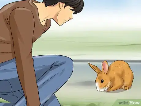Imagen titulada Walk a Rabbit Step 10