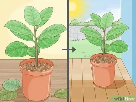 Imagen titulada Grow a Rubber Tree Step 17