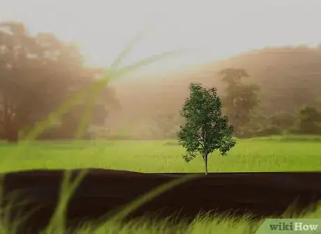 Imagen titulada Grow a Pomegranate Tree Step 9