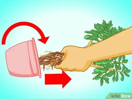 Imagen titulada Transplant a Jade Plant Step 7
