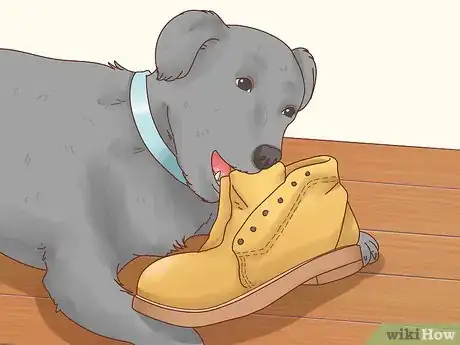 Imagen titulada Get a Dog to Stop Eating Dirt Step 1