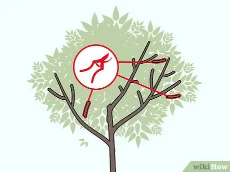 Imagen titulada Prune Apricot Trees Step 11