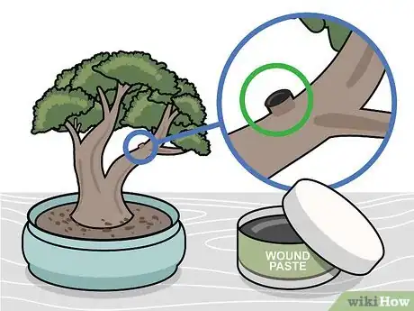 Imagen titulada Prune a Bonsai Tree Step 11