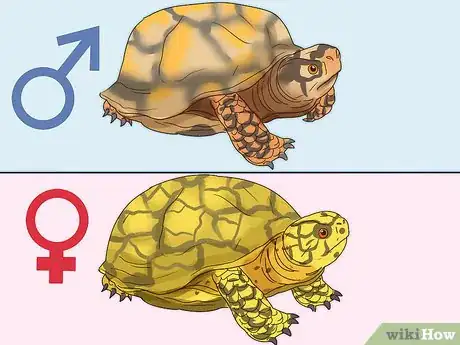 Imagen titulada Tell If a Turtle Is Male or Female Step 4