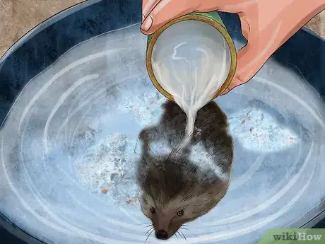 Imagen titulada Bathe a Hedgehog Step 8