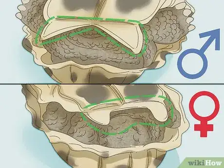 Imagen titulada Tell If a Turtle Is Male or Female Step 3