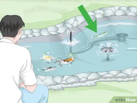 Imagen titulada Raise Koi Step 11