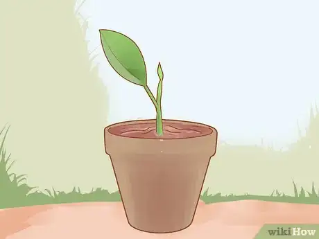 Imagen titulada Prune a Rubber Plant Step 8