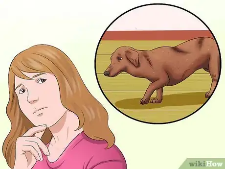 Imagen titulada Diagnose Back Problems in Dachshunds Step 2