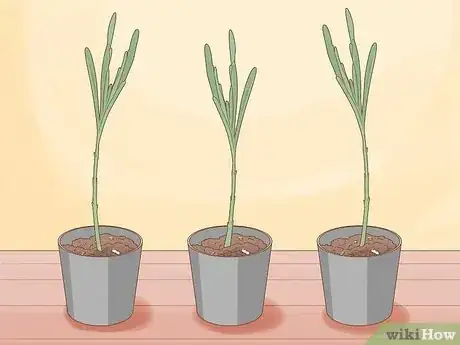 Imagen titulada Divide a Lavender Plant Step 12