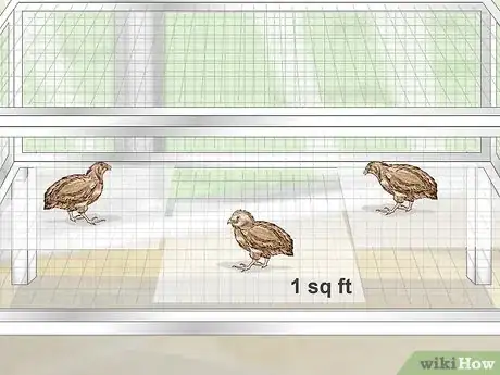 Imagen titulada Breed Quail Step 3