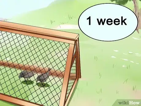 Imagen titulada Raise Guinea Fowl Step 5