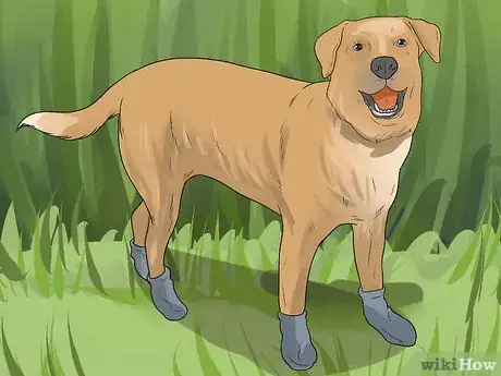Imagen titulada Get Burrs Out of Dog Hair Step 10