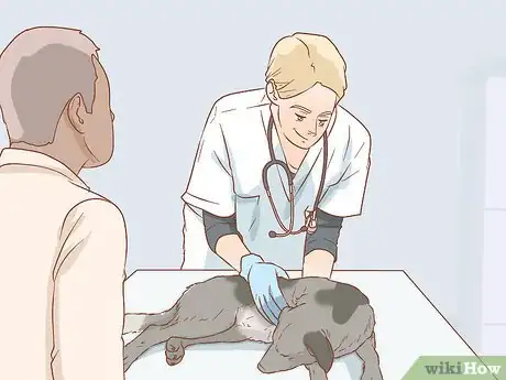 Imagen titulada Help a Dog Recover from a Broken Leg Step 8