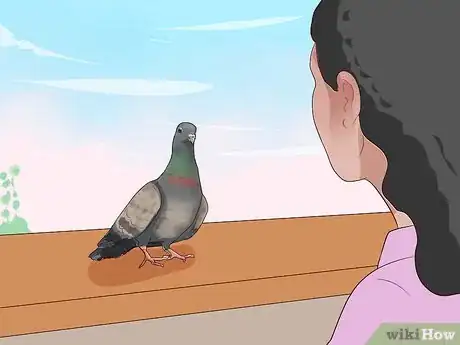 Imagen titulada Keep a Single Pigeon Step 6